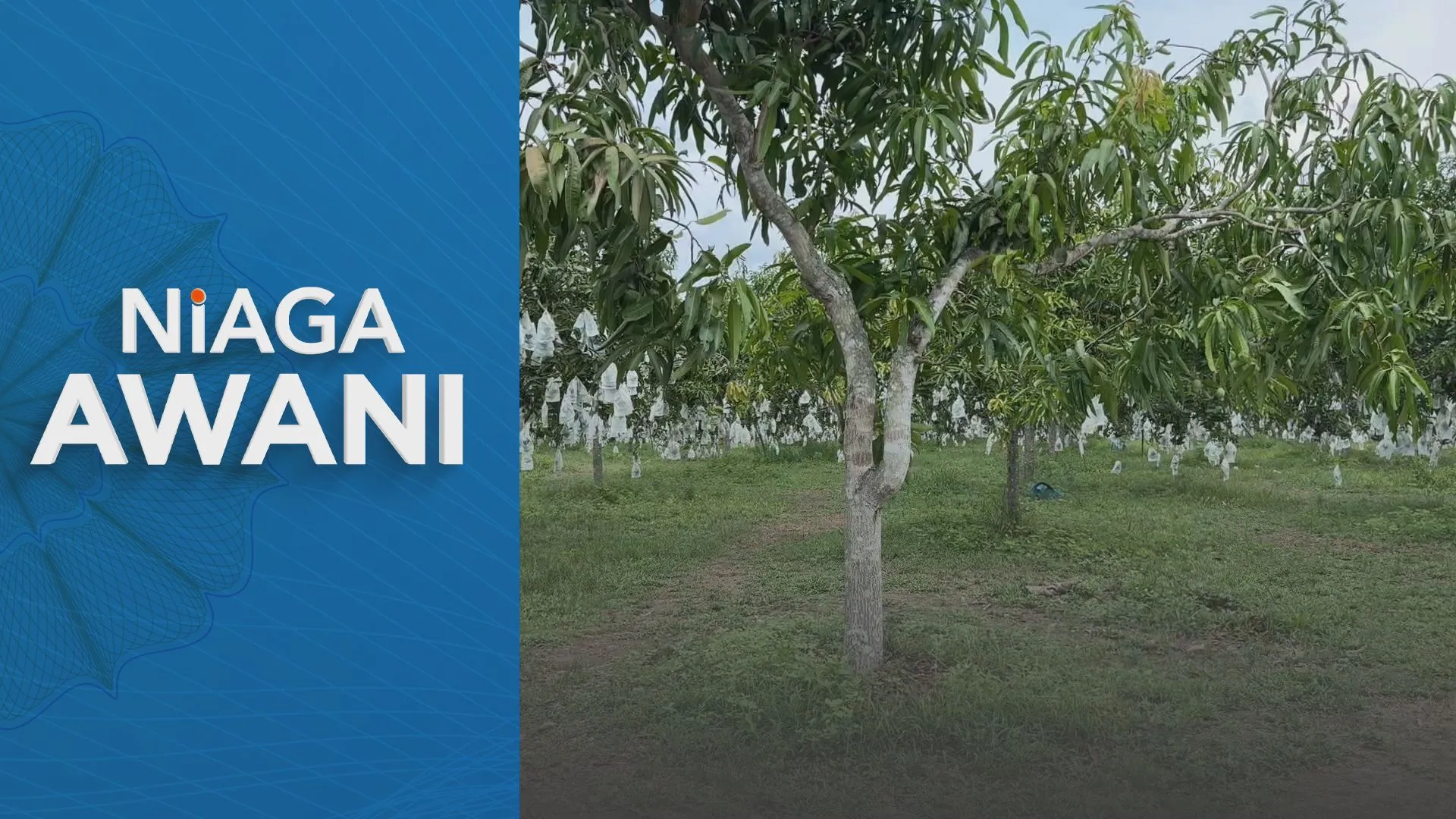 Perlis rangka portal perdagangan, pengesan gred khas untuk pasaran harumanis