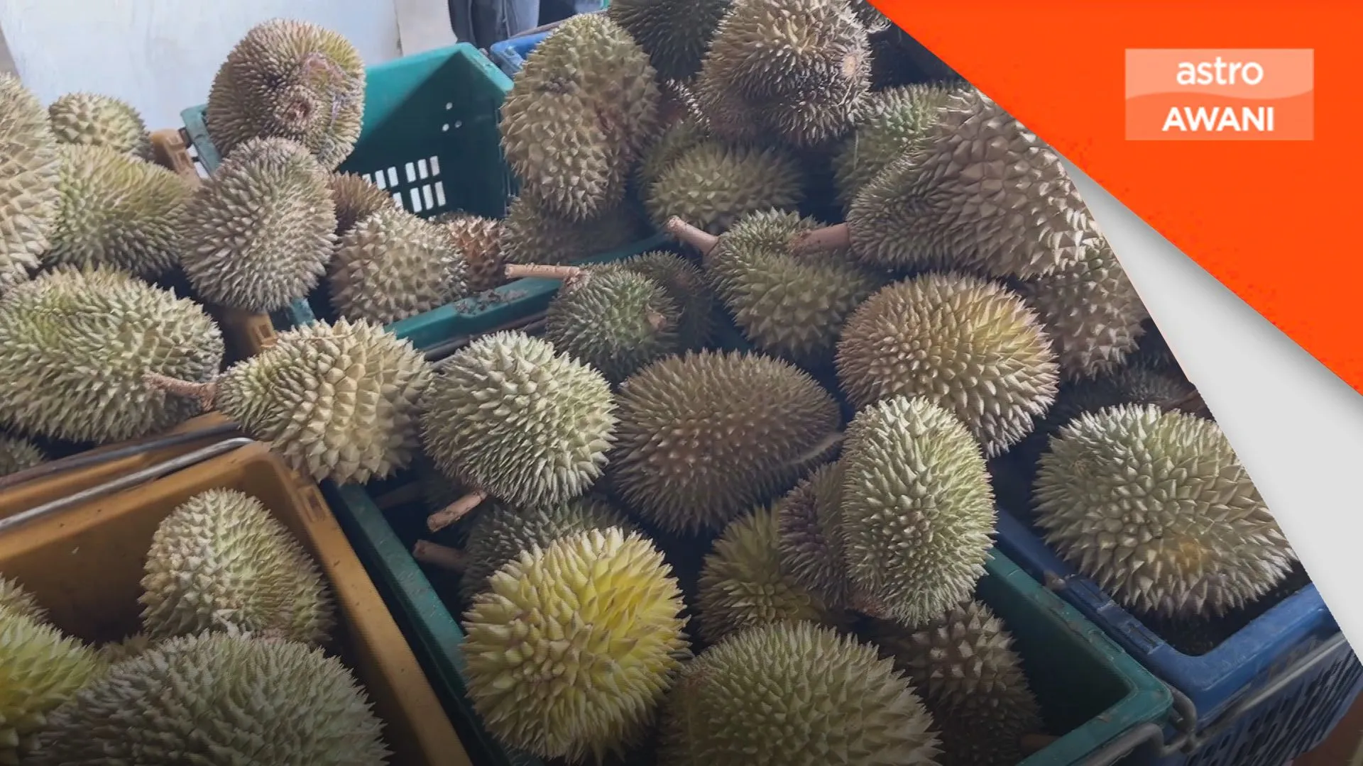Harga Musang King jatuh mendadak, peniaga elak kerugian