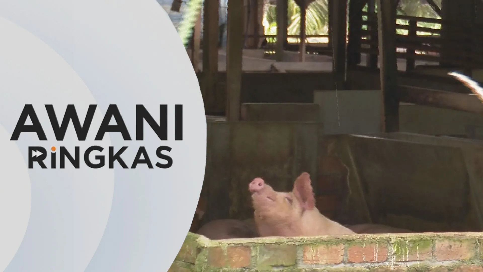 AWANI Ringkas: 338 ladang ternak babi berdaftar tahun lalu