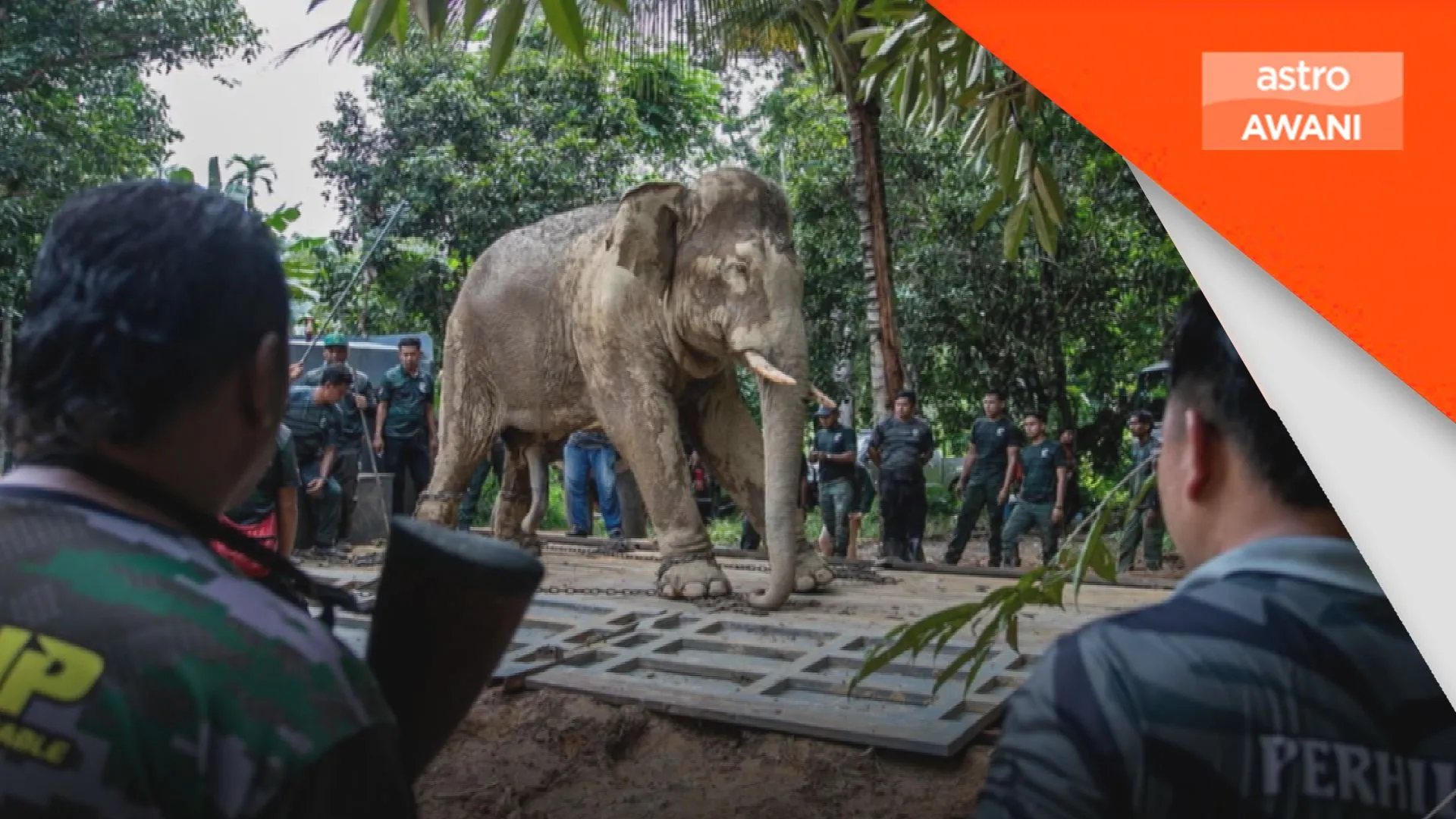 Konflik hidupan liar cecah 76,361 kes sejak 2021