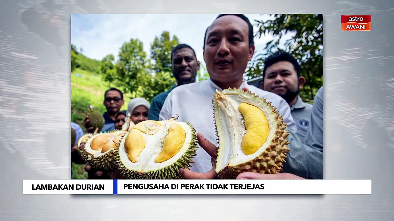 Pengusaha durian di Perak tidak terjejas