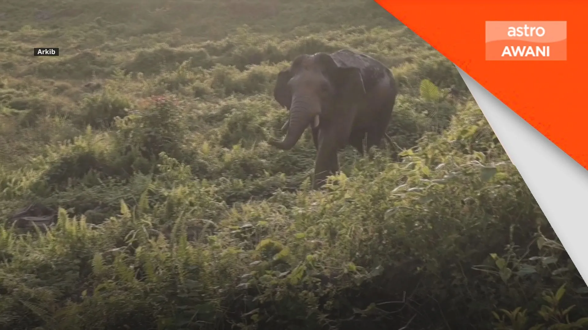 Pendekatan holistik kurangkan kes gajah dilanggar