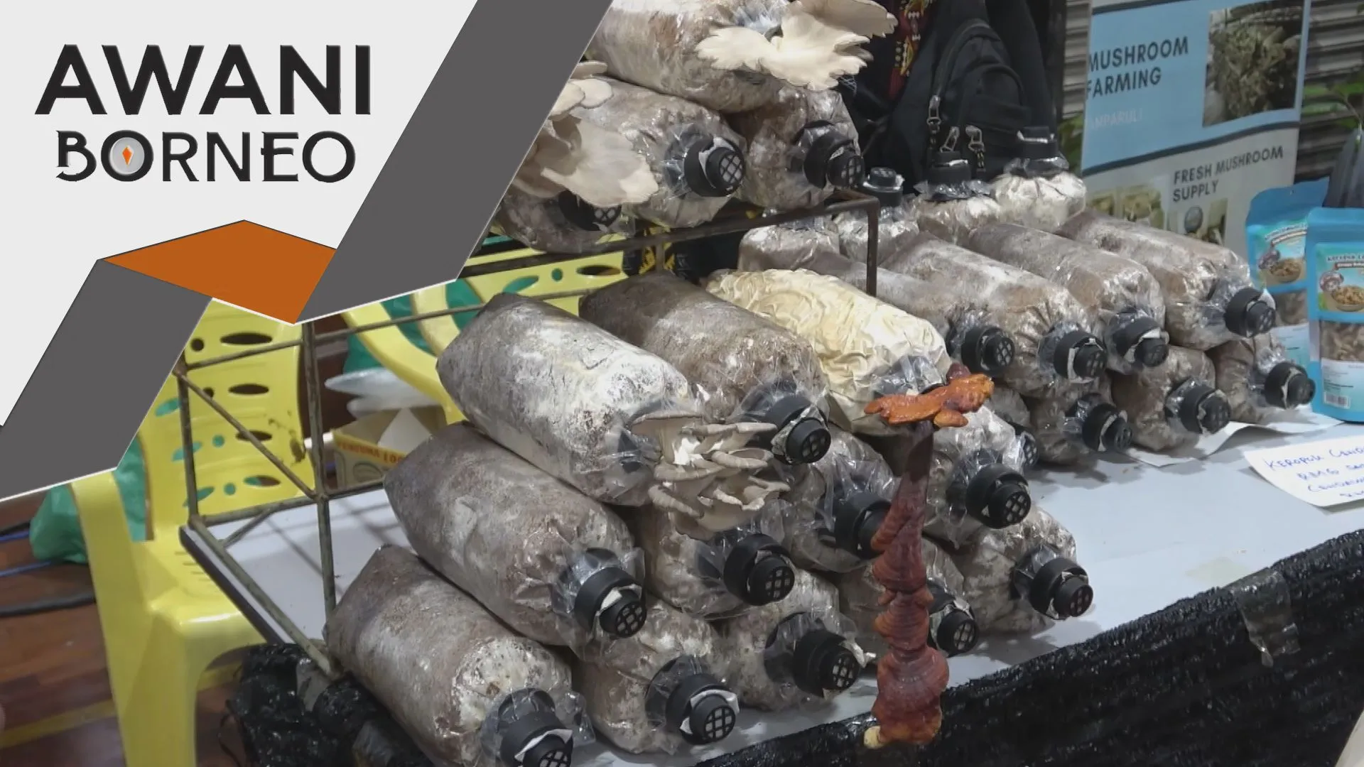 Kiulu mampu jadi hab tanaman padi bukit