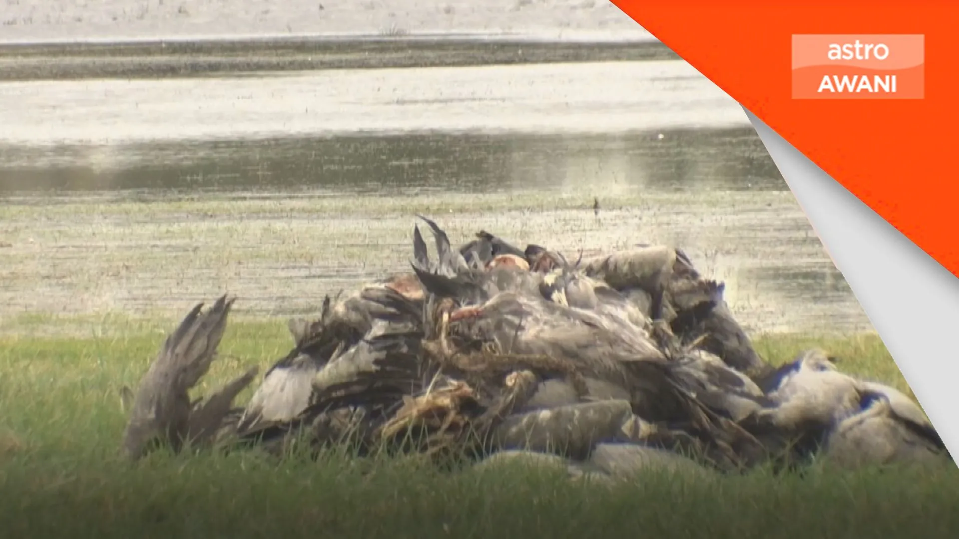 New Zealand sah kes pertama selesema burung