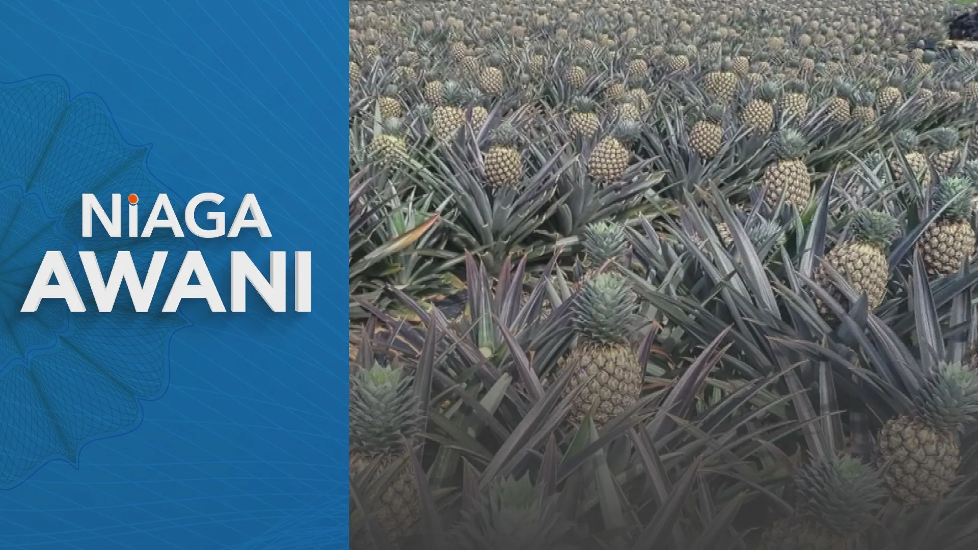 Varieti SG1 dipilih untuk zon utara industri nanas Sarawak