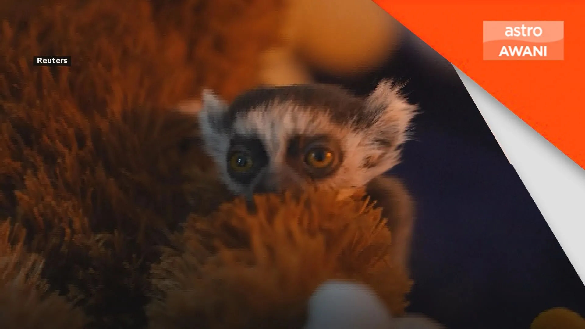 Anak lemur terima penjagaan khas di Zoo Cali
