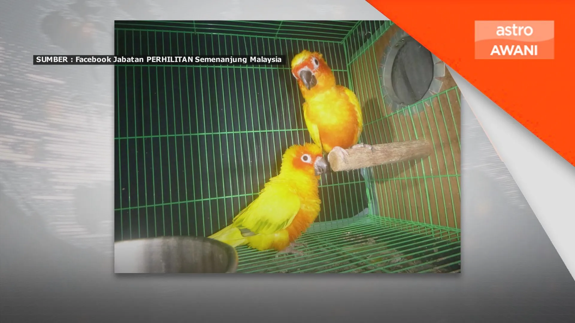 Tiga ditahan, enam burung dirampas