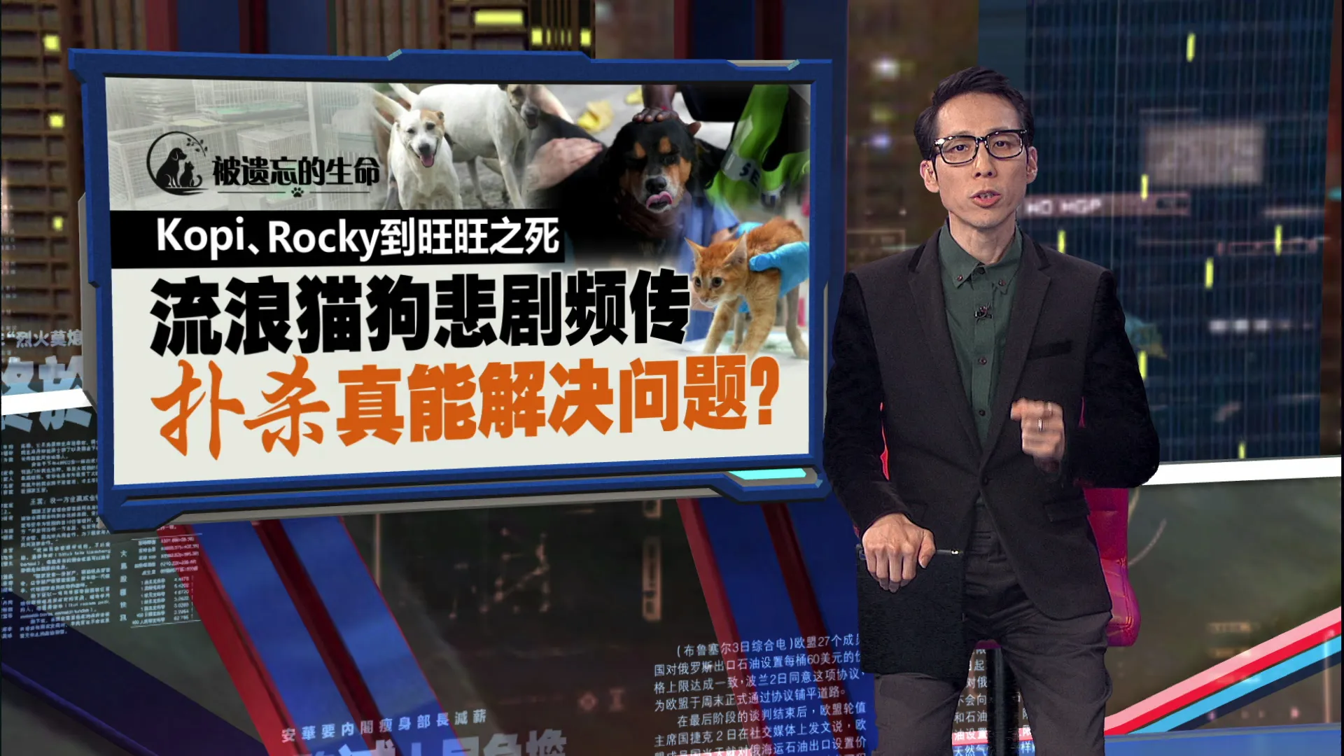 被遗忘的生命｜Kopi、Rocky到旺旺之死   扑杀流浪猫狗真能解决问题？