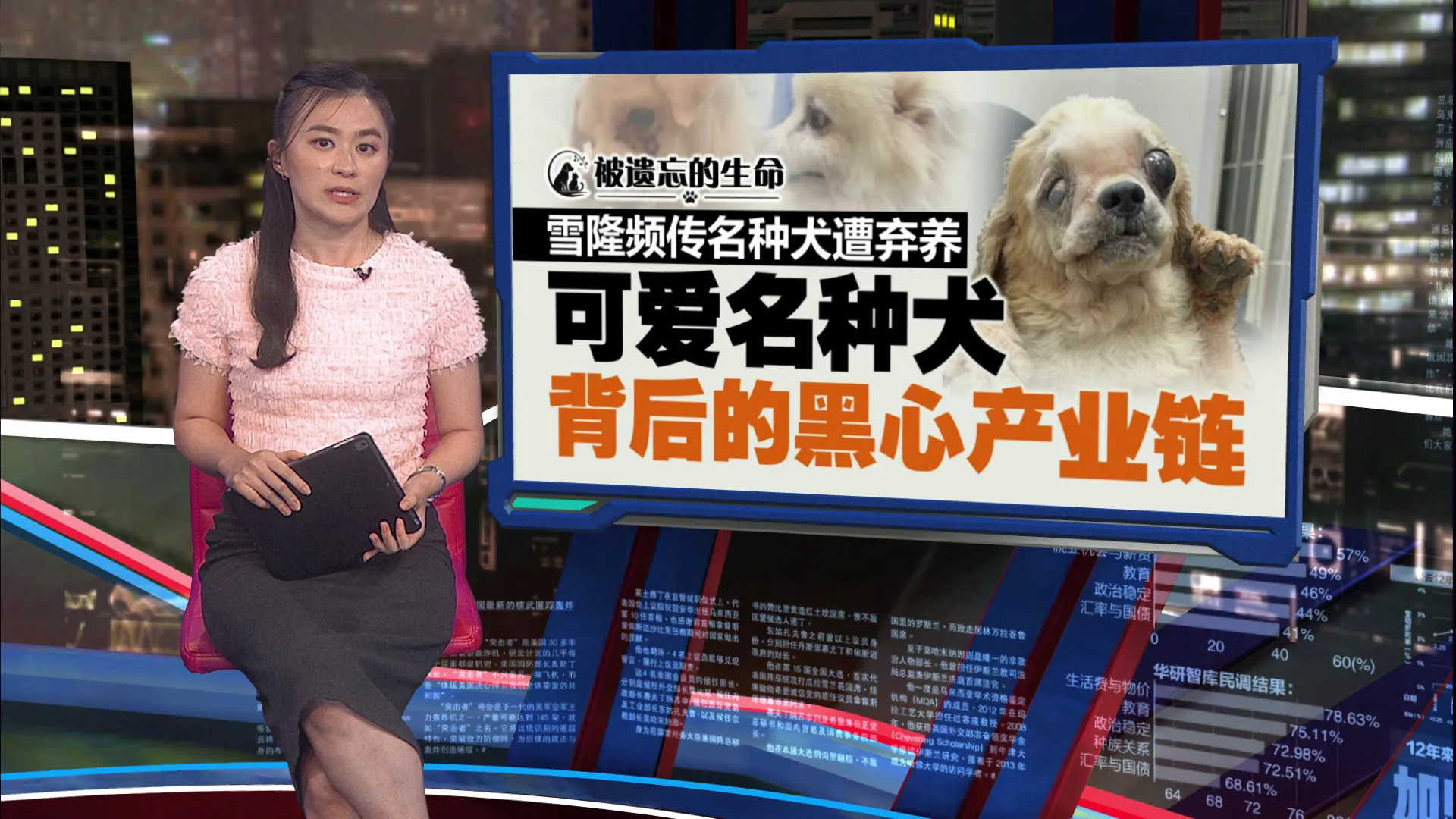 繁殖场的无声炼狱｜宠物犬遭割去声带  一生沦“生育机器”