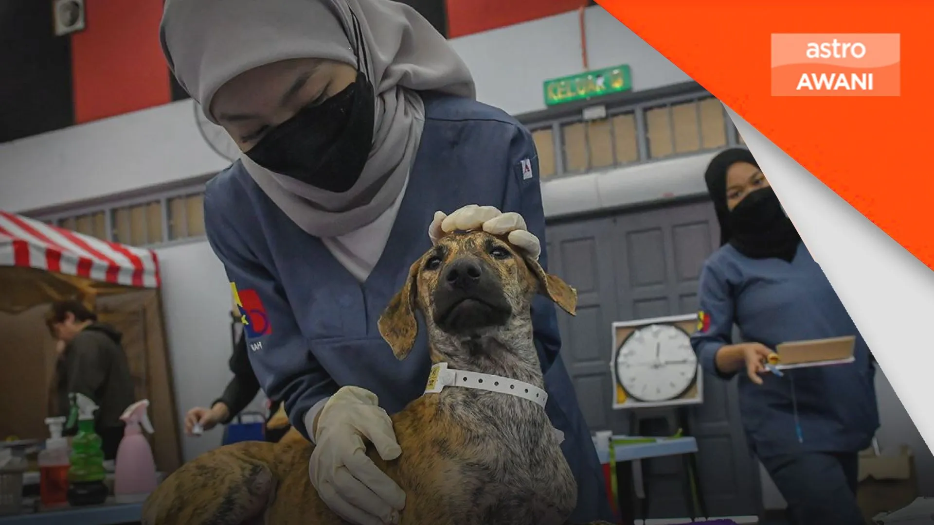 8,484 anjing liar berjaya dimandulkan sejak 2017