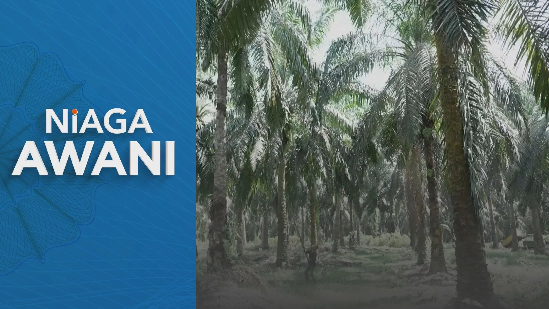El Nino dijangka tidak beri kesan signifikan kepada minyak sawit Indonesia