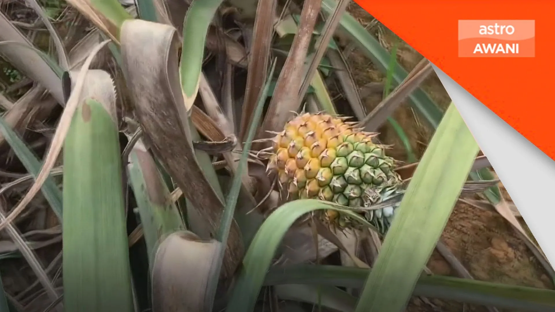 Nanas jana nilai baharu, kurangkan kos ternakan
