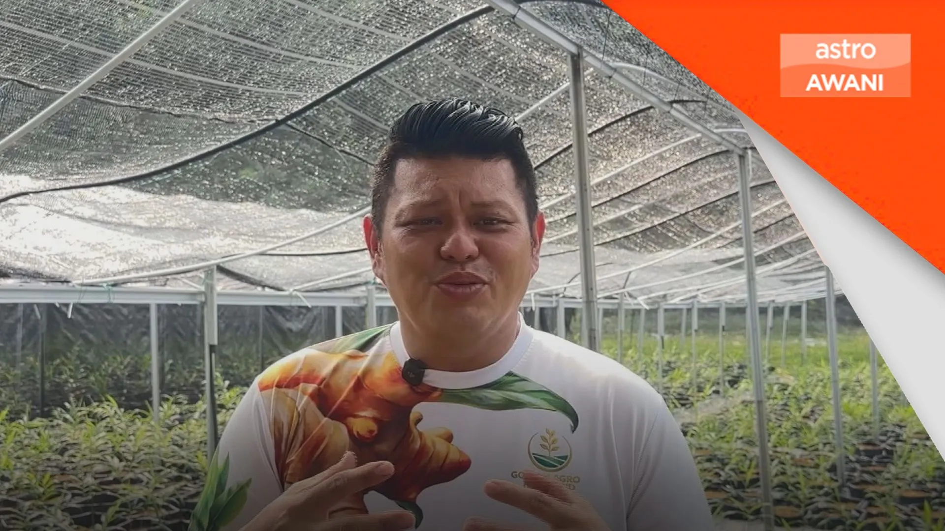Sifu halia perkasa keluarga petani Sabah melalui kaedah moden