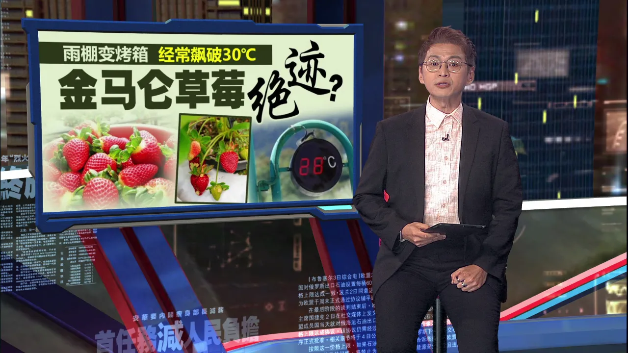 金马仑草莓要绝种了?   雨棚飙30°C热到罢工!  农夫求助碰壁自嘲“变科学家”