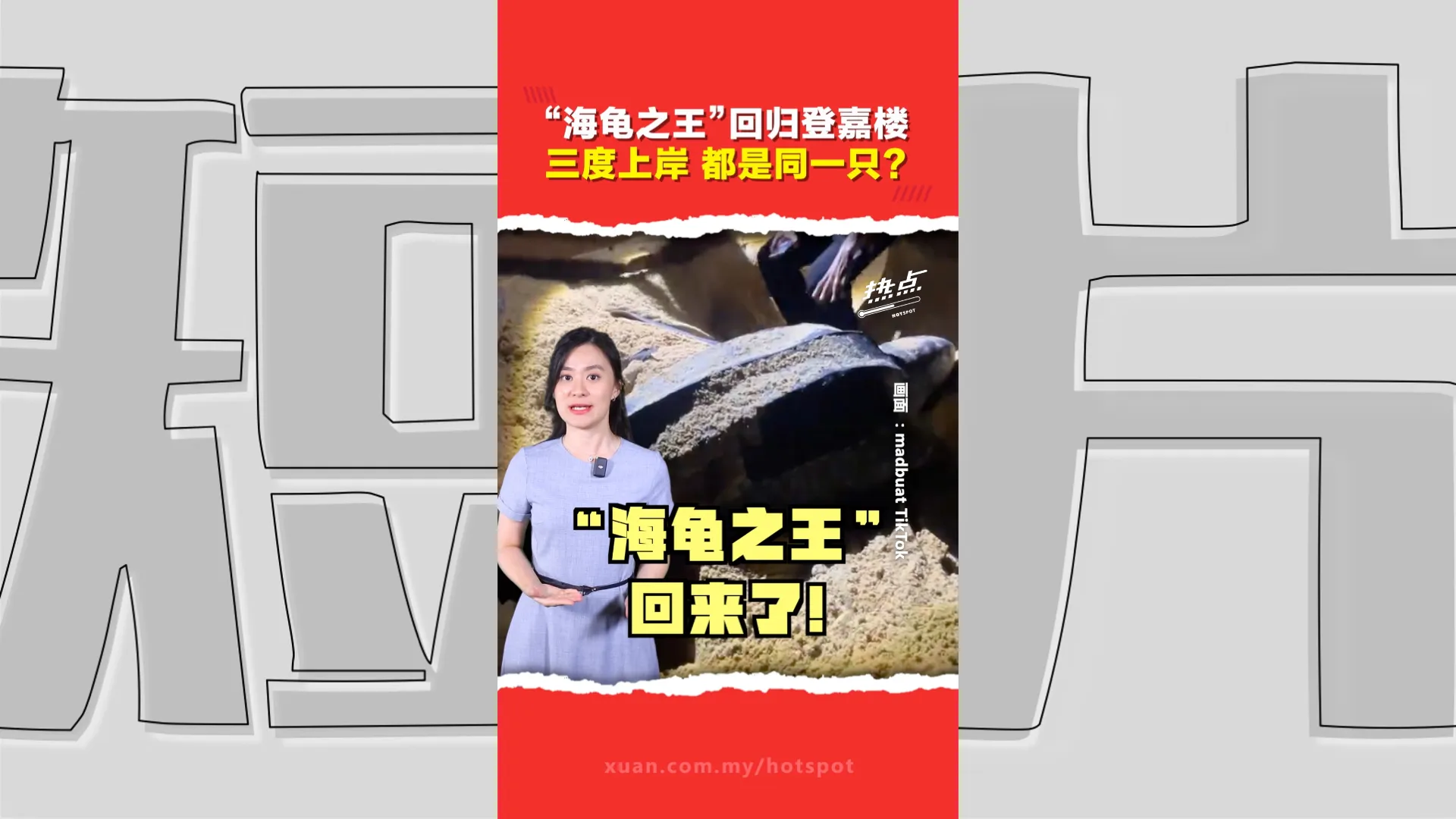 消失9年再现登嘉楼！世界体型最大海龟近期3度现踪产卵  不代表种群已复苏？