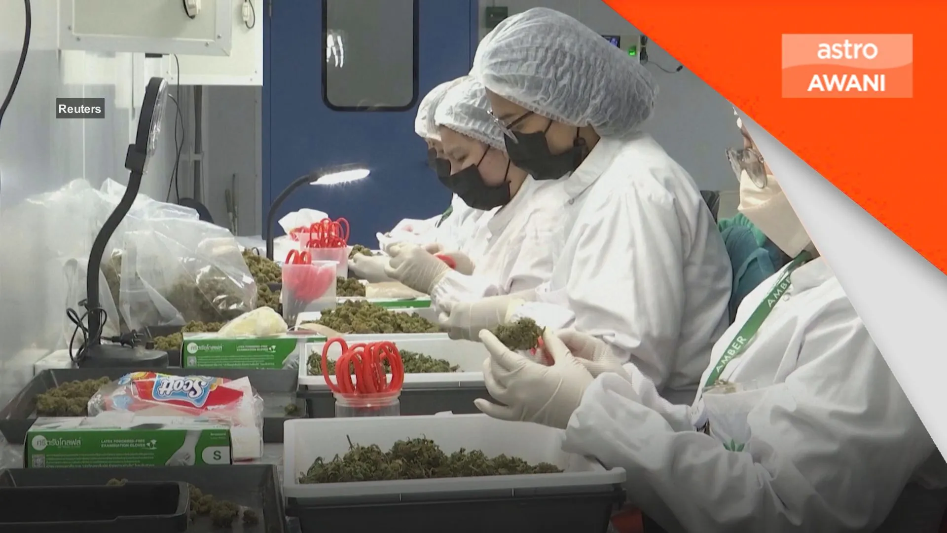 Ganja di Thailand hanya untuk tujuan perubatan, bukan lagi rekreasi