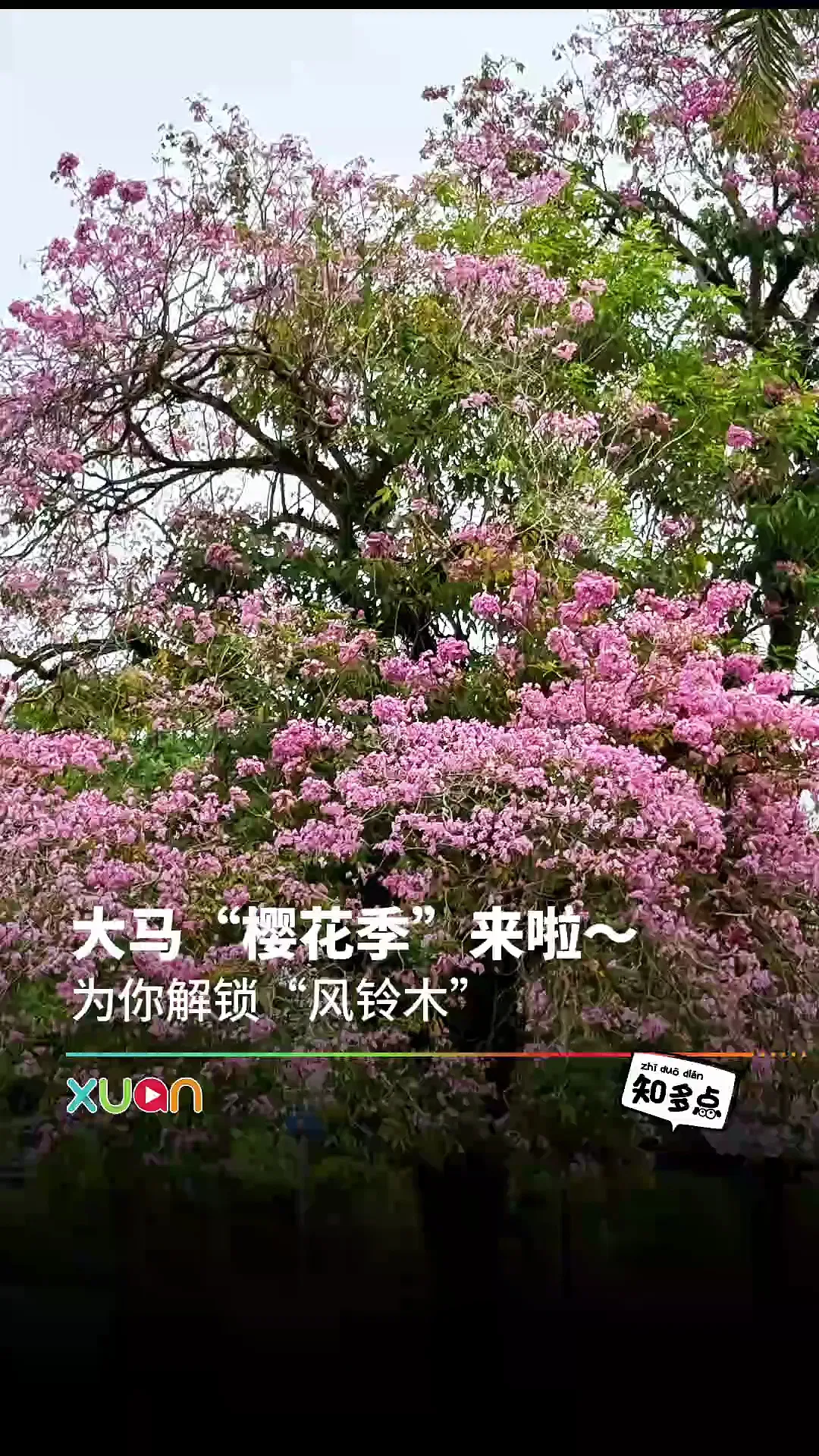 大马“樱花季”来啦～为你解锁“风铃木”