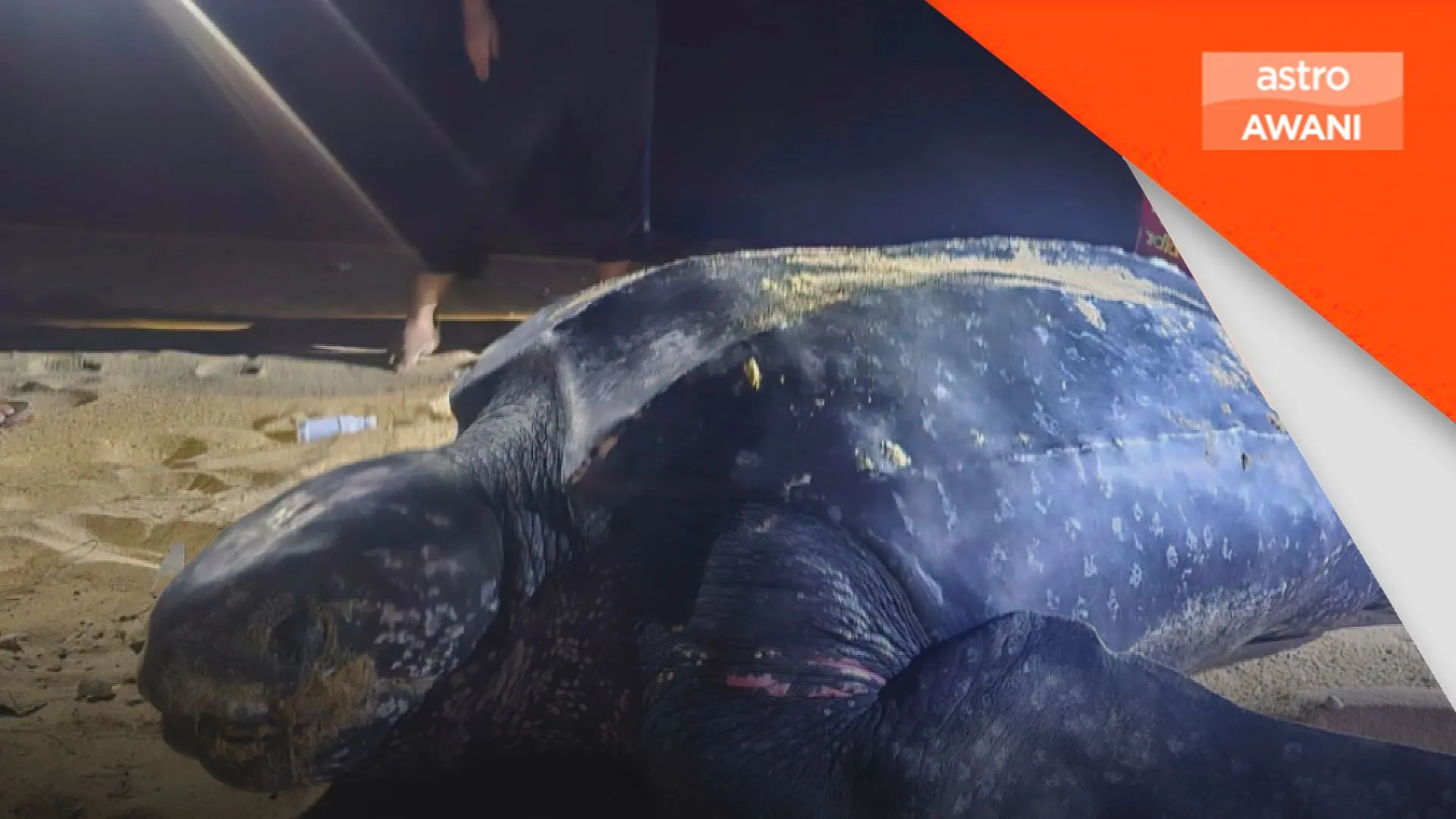 Penyu belimbing kembali bertelur di Terengganu