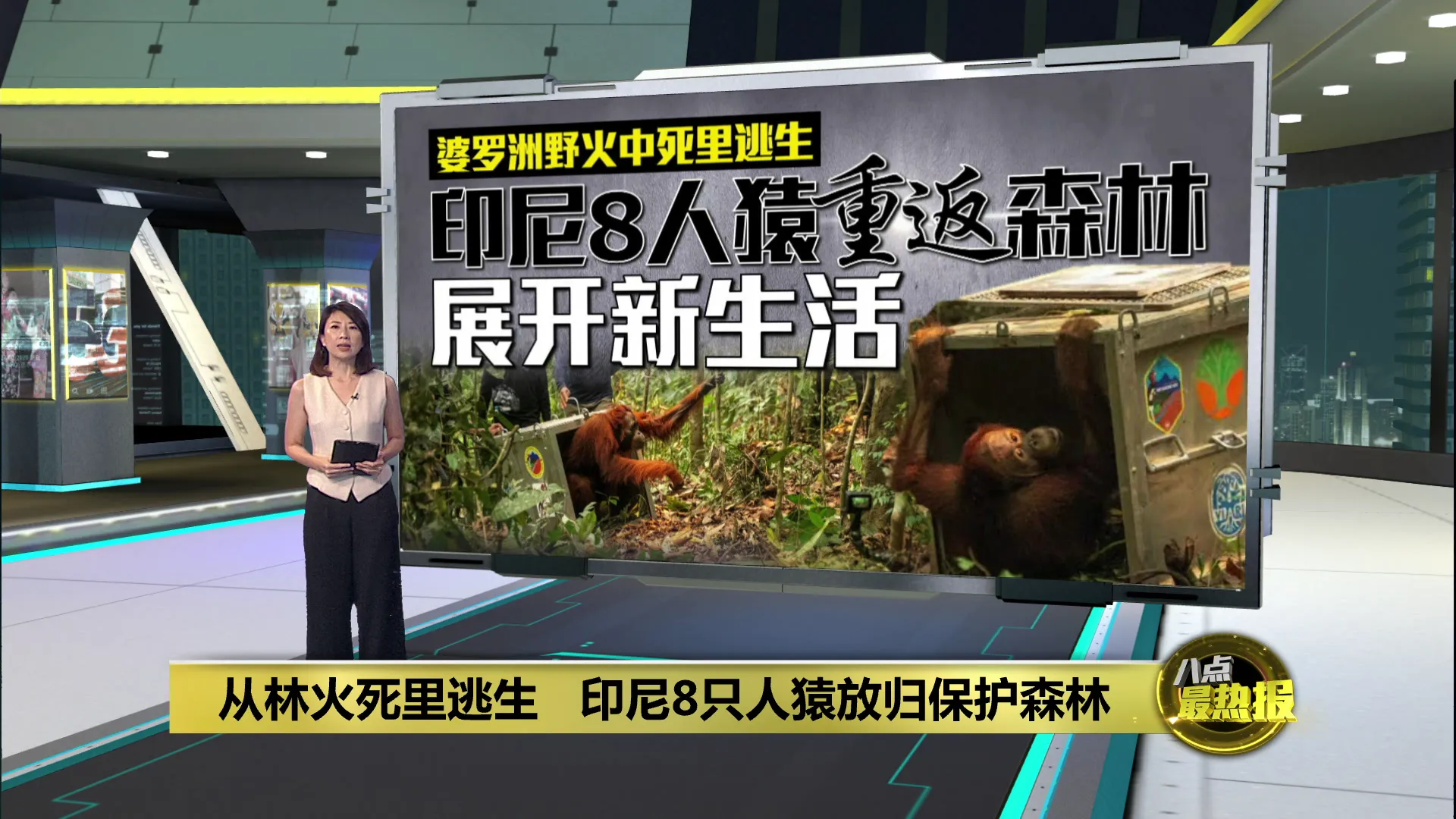 从林火死里逃生   印尼8只人猿放归保护森林