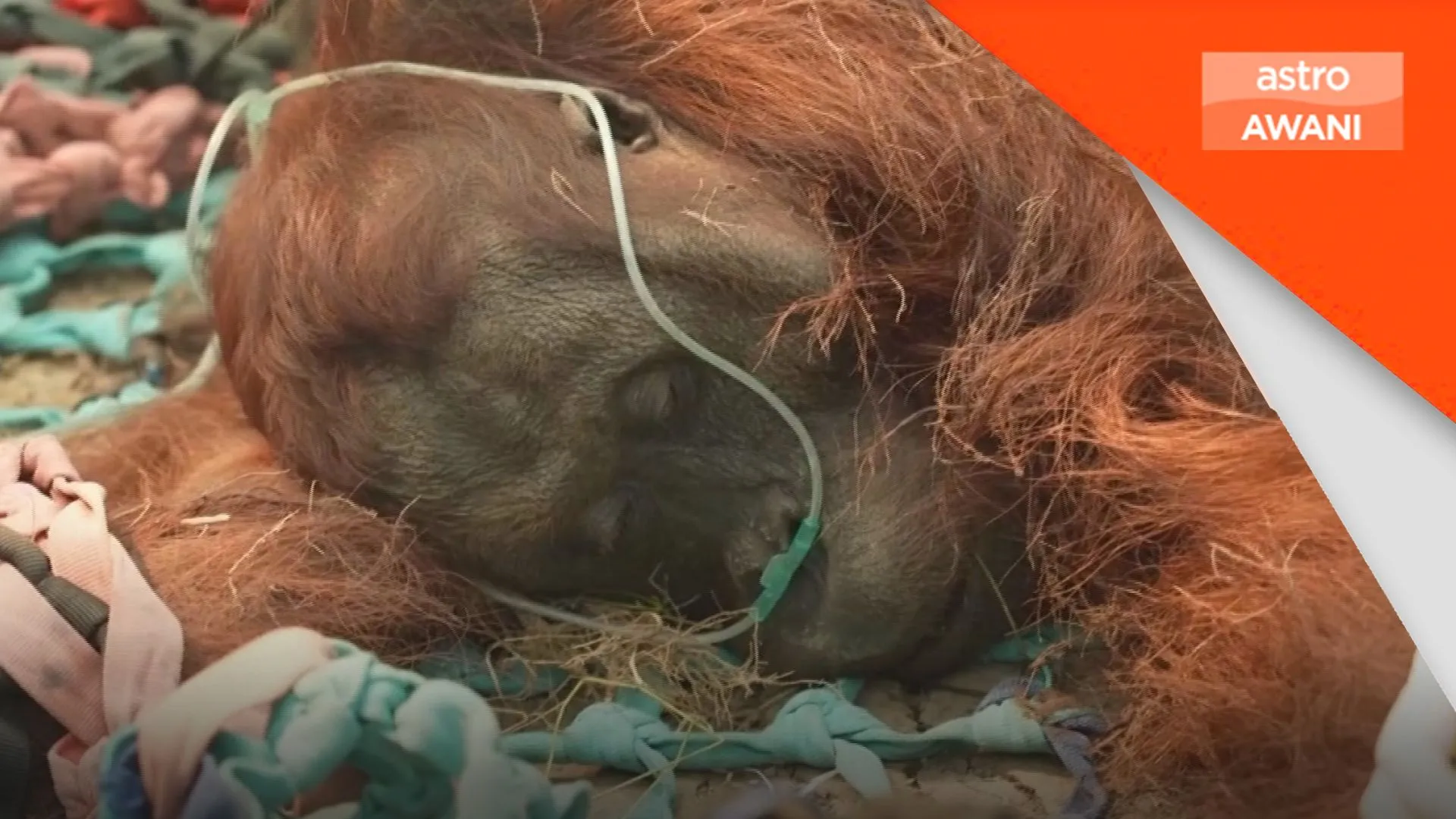 Kebakaran hutan ancam orang utan di Indonesia