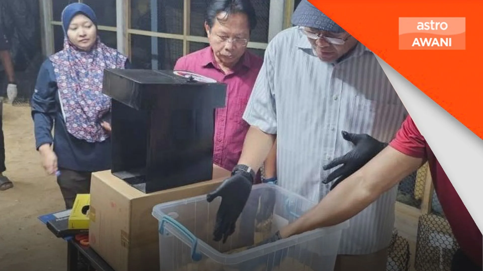 44 telur penyu belimbing didapati tidak tersenyawa
