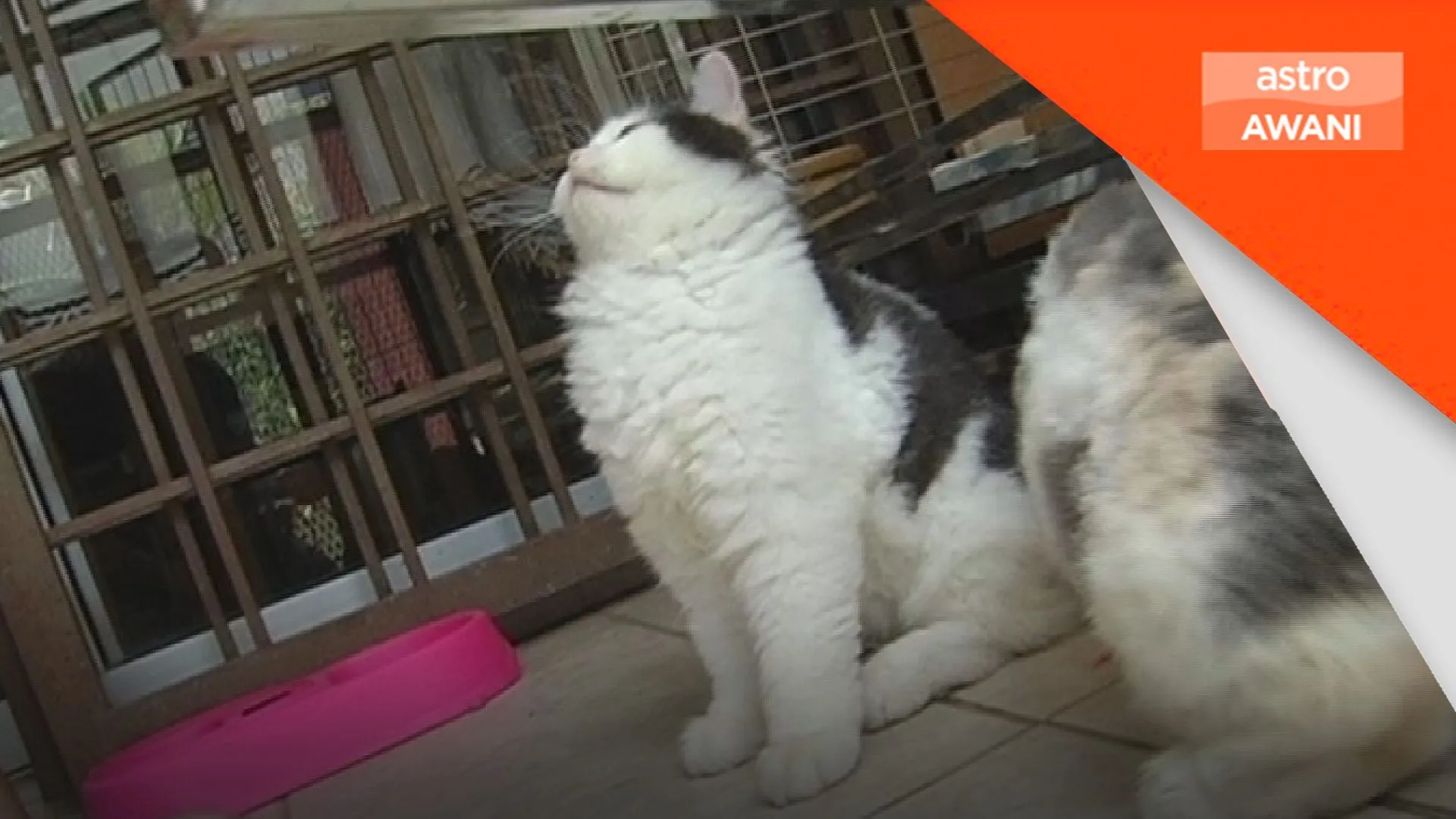 Jerebu boleh jejas pernafasan haiwan peliharaan - Doktor Veterinar