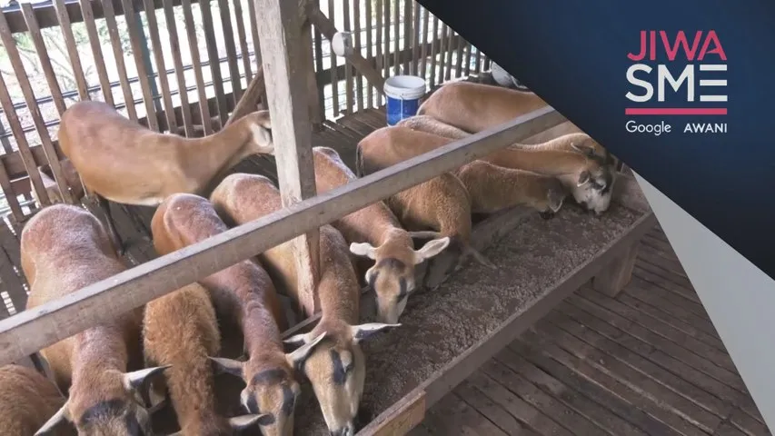 Jiwa SME: Kambing Baka Barbados Blackbelly | Ternak suka-suka, jadi punca rezeki