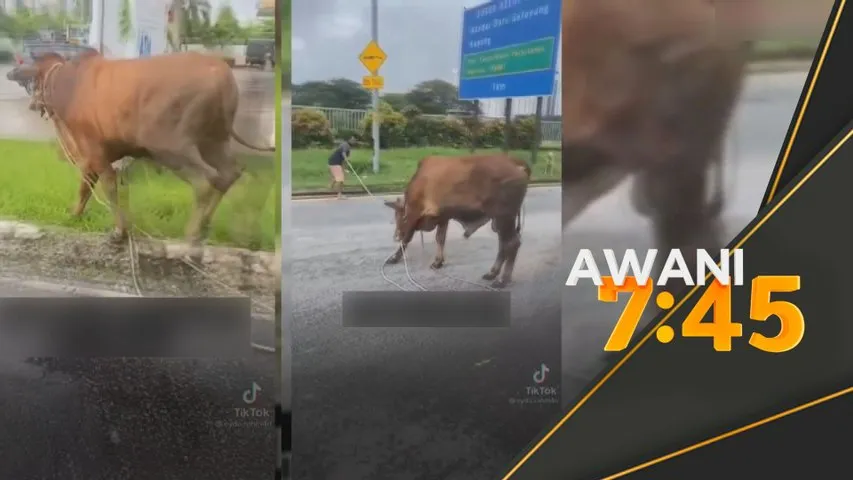 Melaka dijangka bentang pindaan enakmen haiwan ternakan