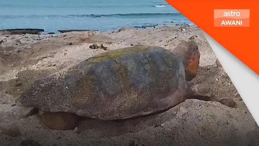 Penyu laut bertelur lebih awal