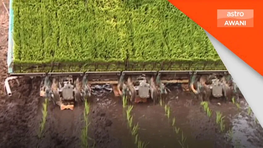 Stok fizikal beras cukup untuk 5.45 bulan