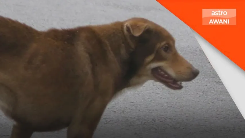 Lelaki 44 tahun di Sarawak korban pertama akibat rabies tahun ini