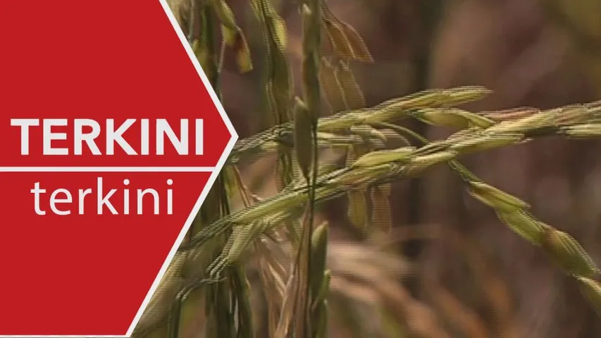 [TERKINI] Cuaca panas melampau, padi merosot 30 peratus