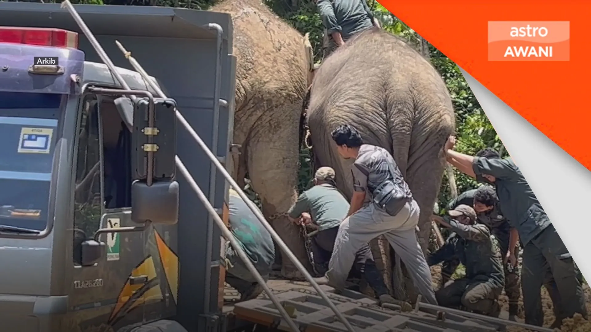 Dakwaan jual 19 ekor gajah adalah palsu - KP Perhilitan