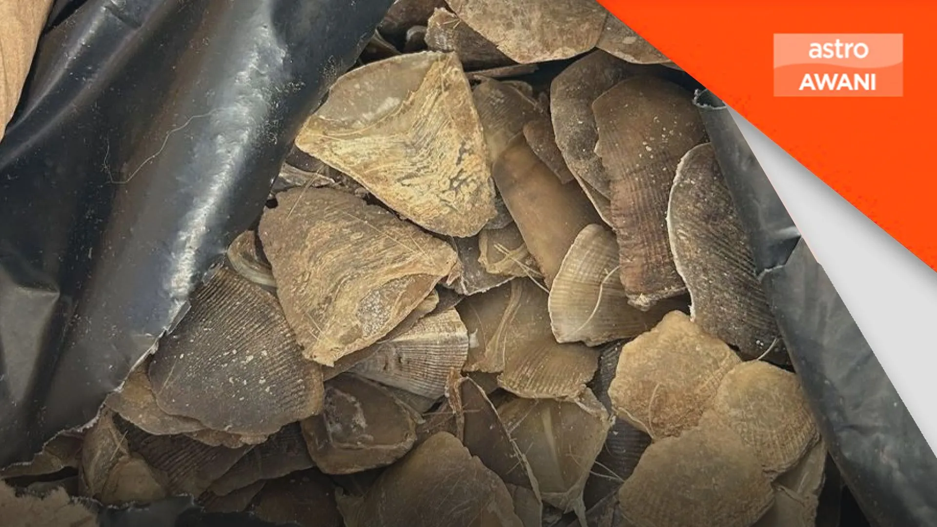 Singapura gagalkan cubaan seludup 830kg sisik tenggiling