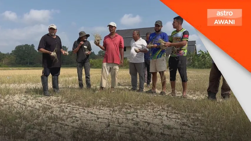 Tanaman padi rosak, pesawah rugi hampir RM1 juta