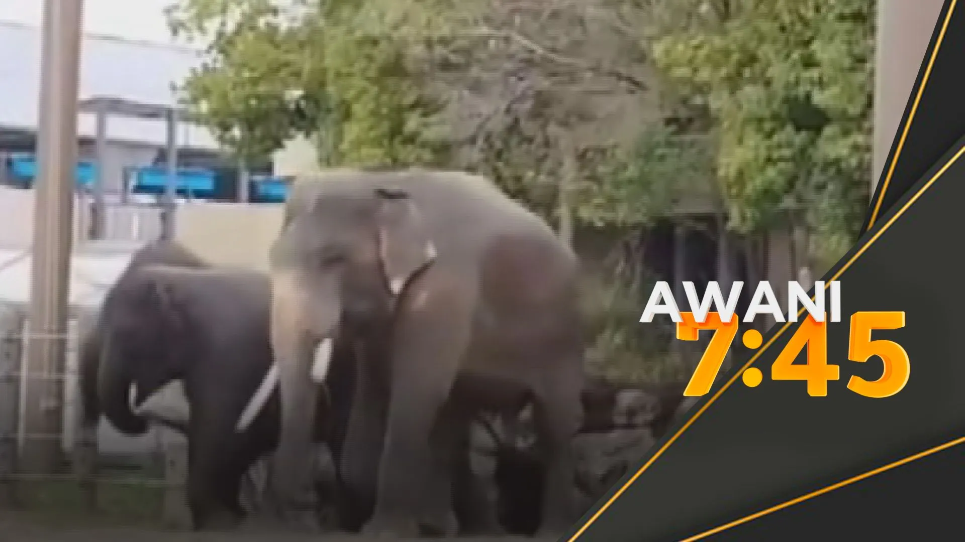 Malaysia gesa gajah DAK dibawa pulang, bukan perjanjian G2G