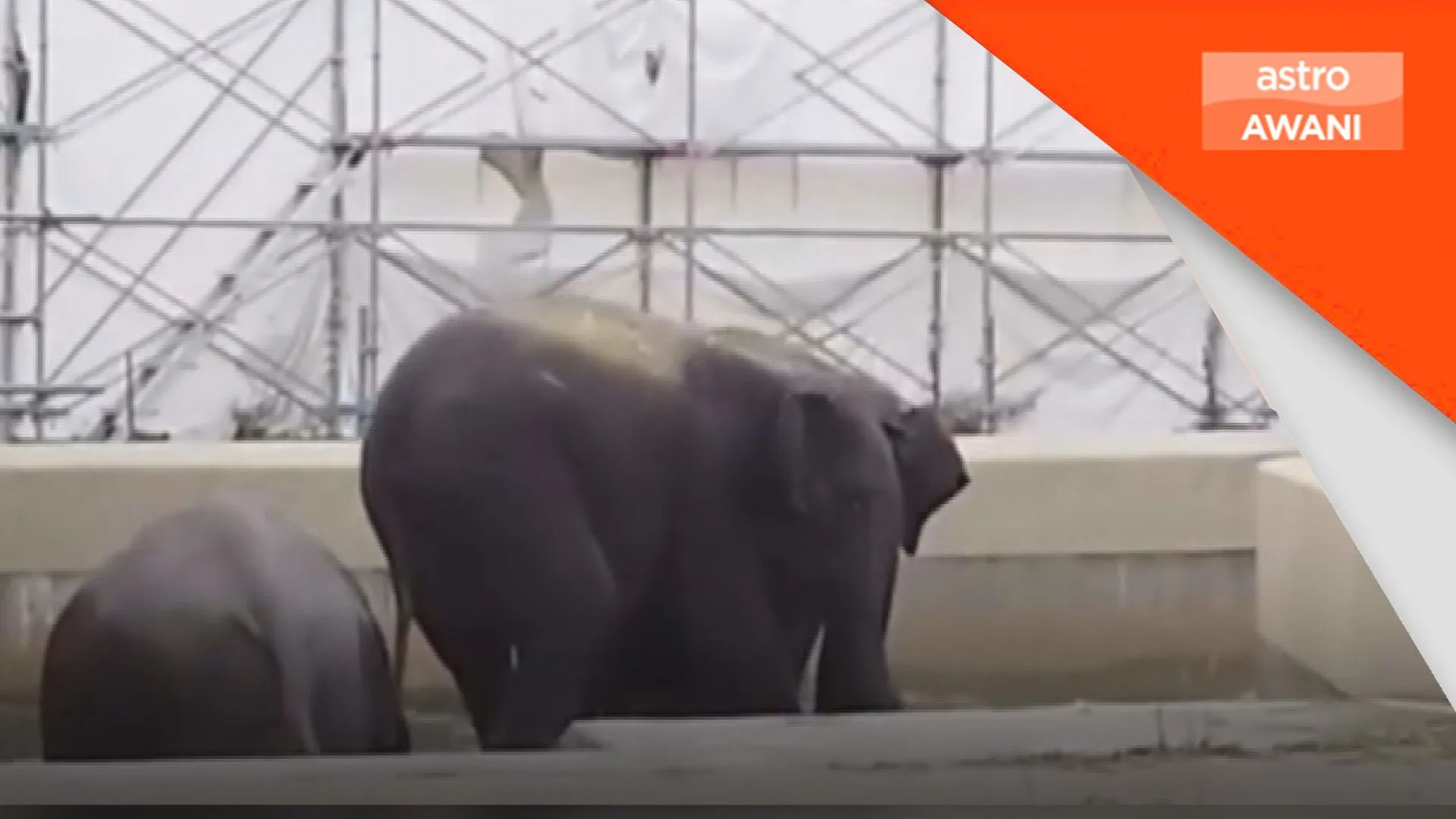 Kerajaan Perak adakan pertemuan bincang pemindahan tiga gajah