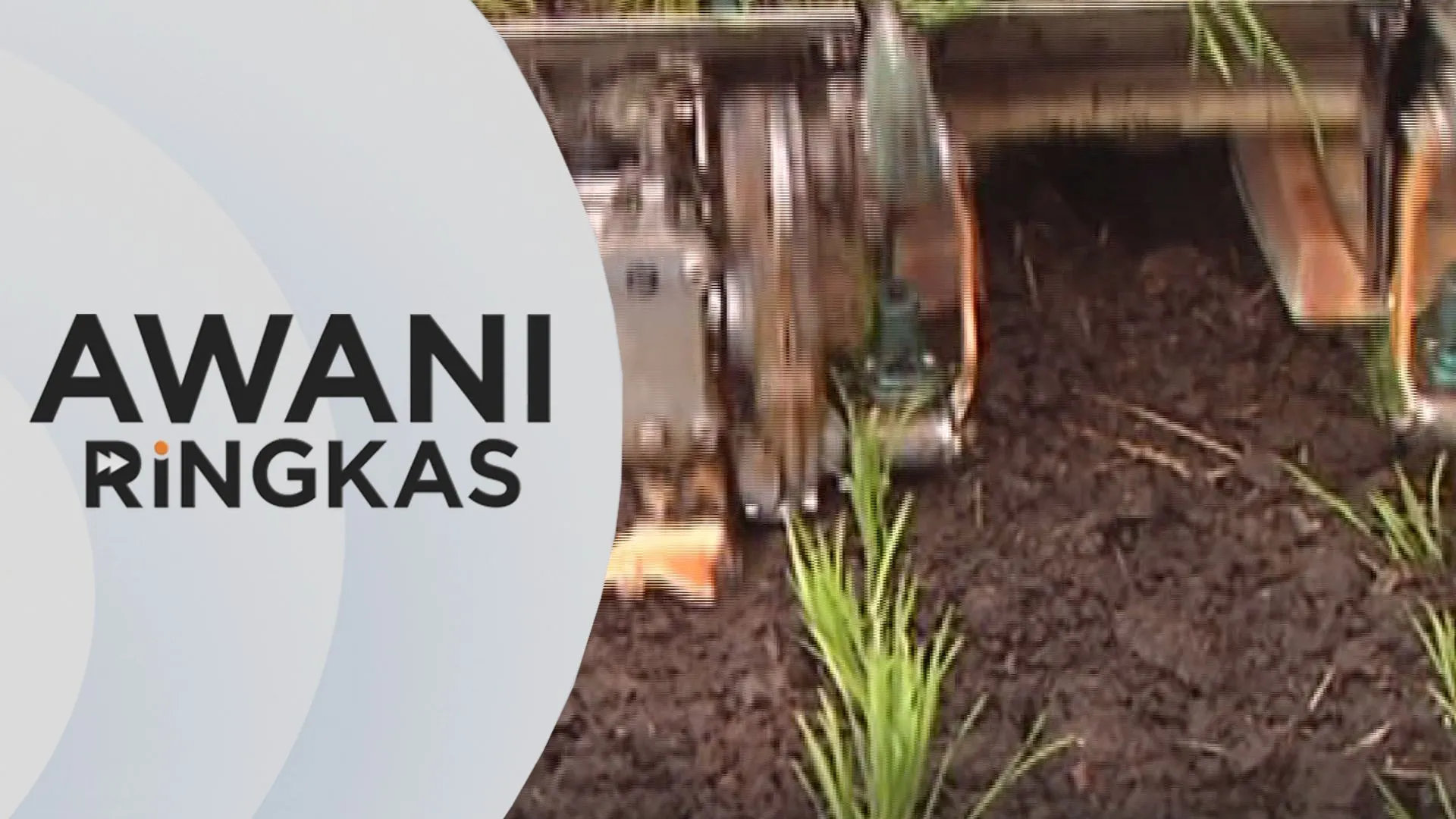 AWANI Ringkas: Insentif pembajakan RM200 penyelamat pesawah