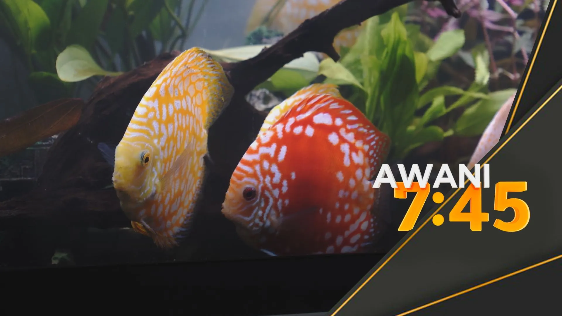 Ikan hiasan Malaysia laris, catat potensi dagangan RM29 juta