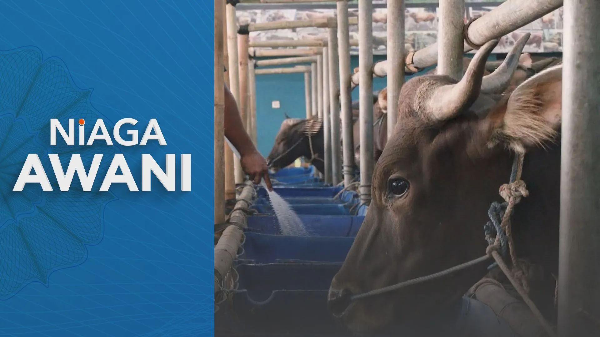 Konflik Asia Barat: Jualan lembu untuk ibadah korban di Indonesia merosot
