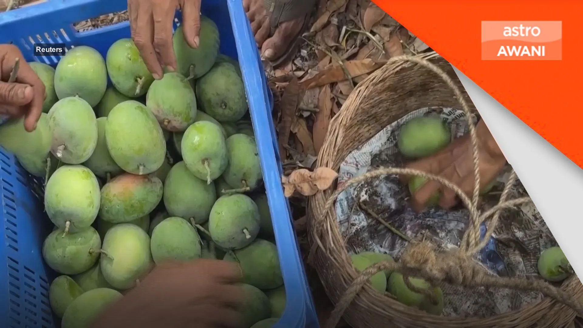 Petani mangga India terjejas teruk, hasil menjunam akibat cuaca