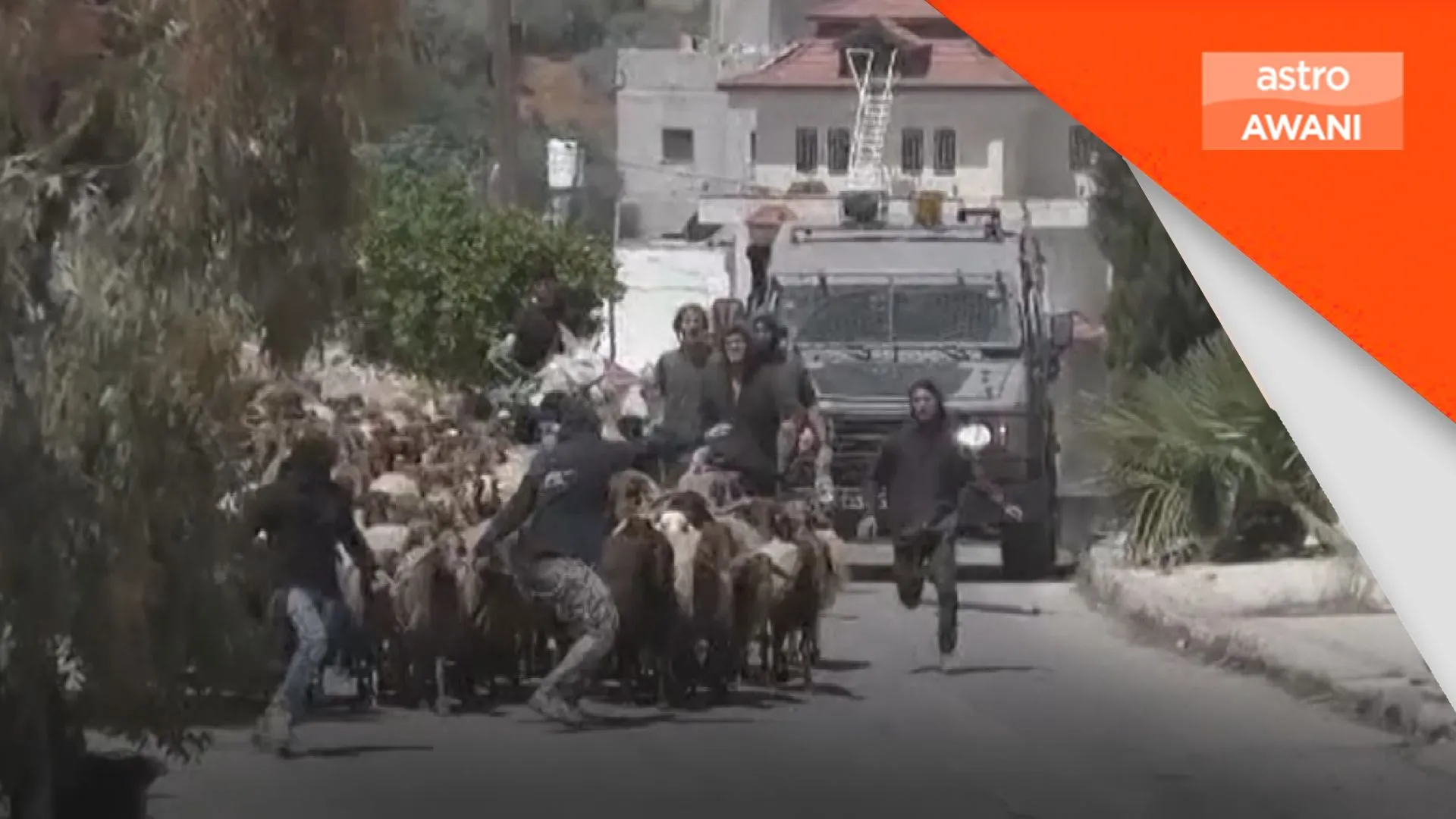 Peneroka haram Israel curi kambing menjelang Aidiladha