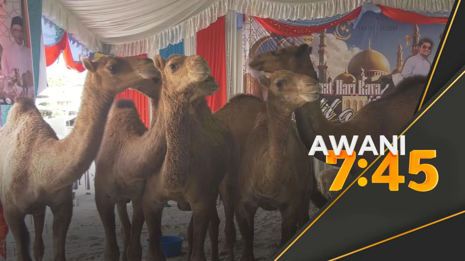 Korban unta, lembu sado meriahkan sambutan Aidiladha