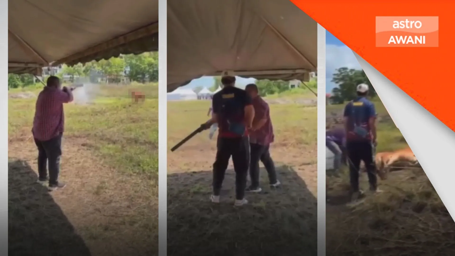 Polis Kangar siasat MB Perlis tembak lembu korban