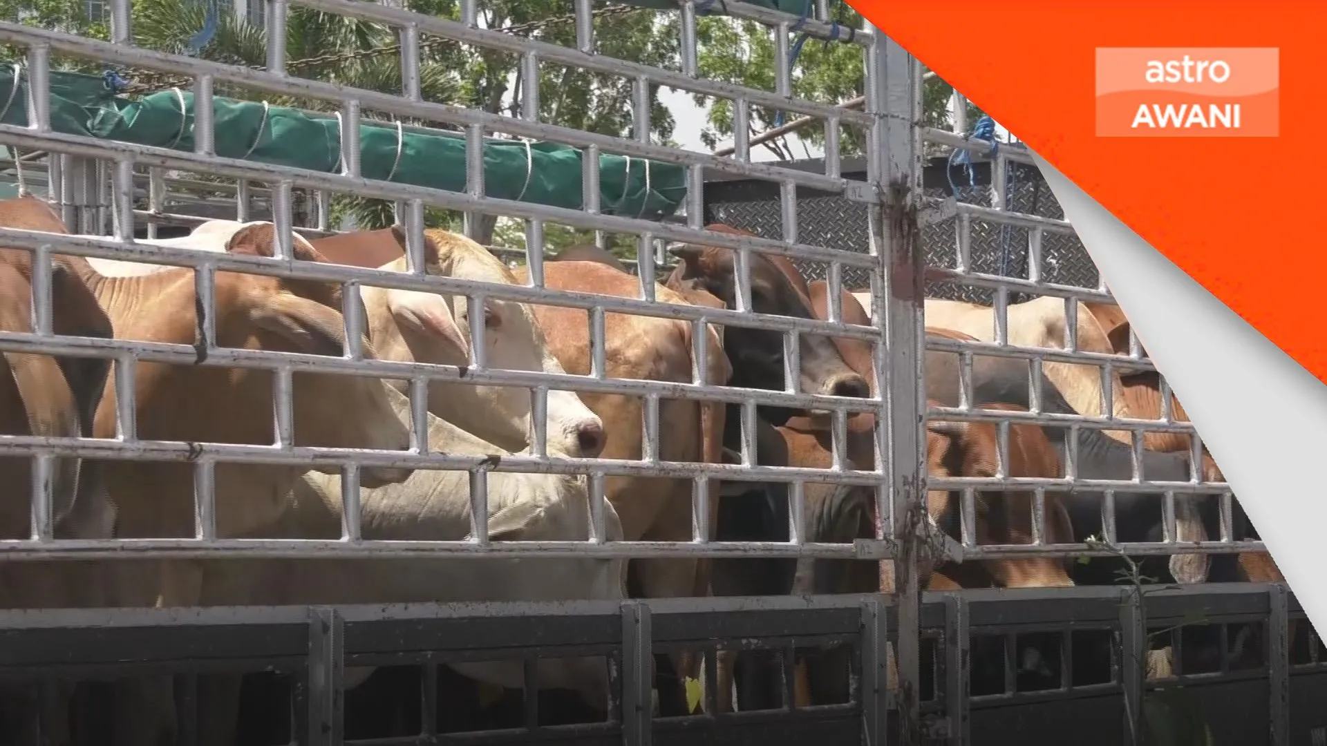 Isu tembak lembu: Ini penjelasan Mufti Mohd Asri