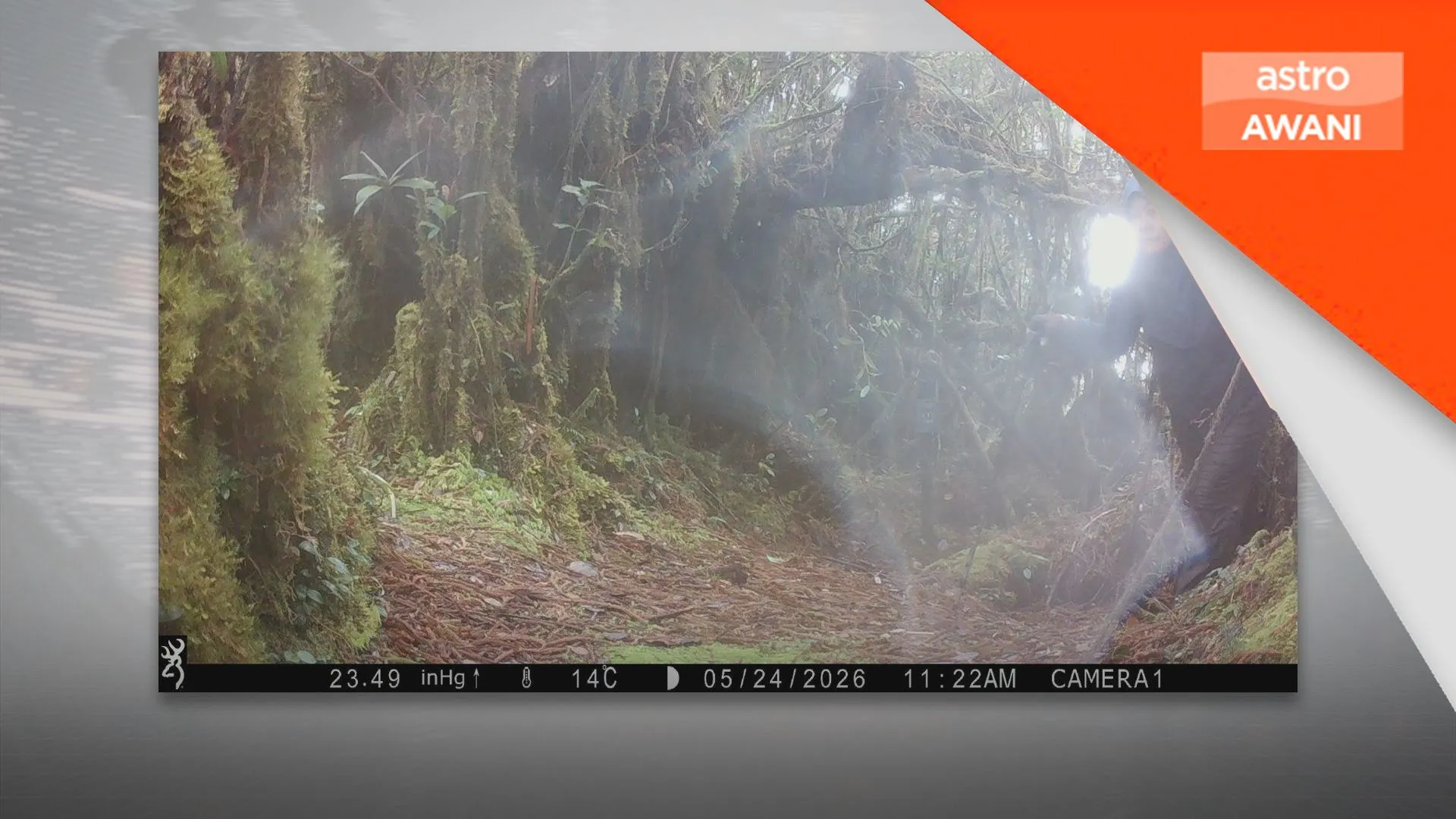 Operasi SAR Gunung Batu Putih berdepan ancaman hidupan liar