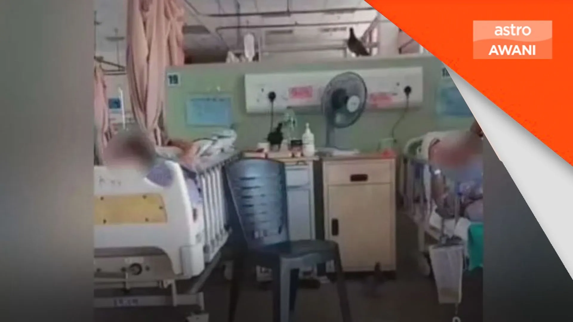 HTAR laksana langkah kawalan berkala tangani merpati masuk wad