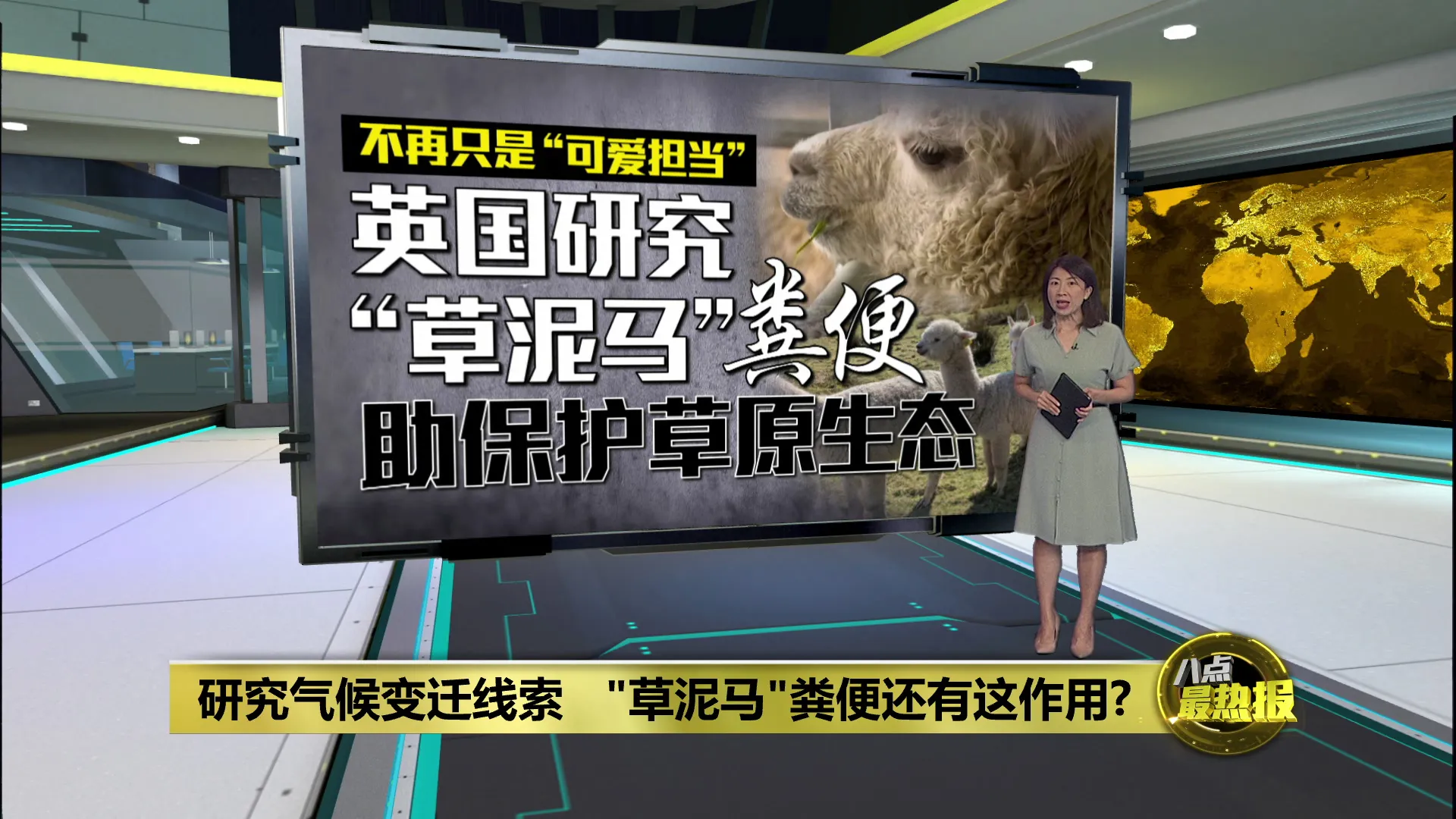 助保护草原生态   羊驼粪便也能"救地球"？