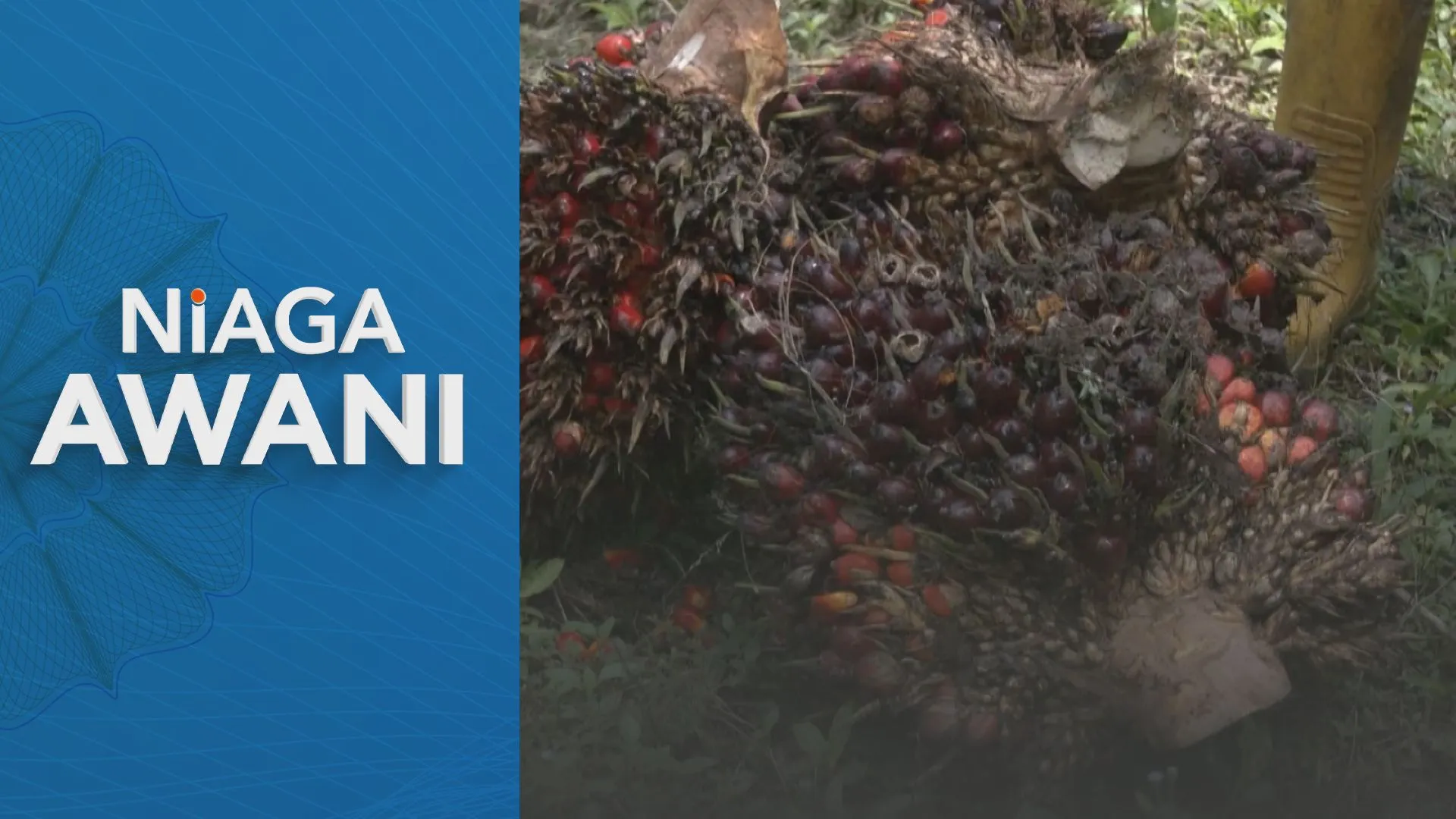 Harga MSM dijangka tinggi dipacu El Niño, biobahan api