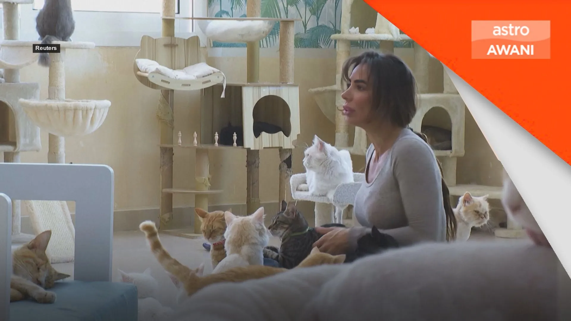Pusat perlindungan beri kucing jalanan peluang kedua